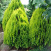 Туя східна Ауреа Нана / Thuja orientalis Aurea Nana ( 30-40 см.) 4229