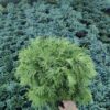 Туя західна Голден Глоб / Thuja occidentalis Golden Globe (діаметр – 35 см) 3709