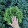 Туя західна Голден Глоб / Thuja occidentalis Golden Globe (діаметр – 35 см) 3711