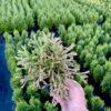 Туя західна Голден Таффет / Thuja occidentalis Golden Tuffet (35-40 см.) 4374
