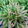 Туя західна Голден Таффет / Thuja occidentalis Golden Tuffet (35-40 см.) 4376