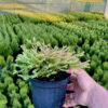 Туя західна Голден Таффет / Thuja occidentalis Golden Tuffet (35-40 см.) 4378