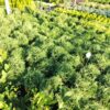 Туя західна “Хосері” / Thuja occidentalis “Hoseri (25-30 см.) 3631