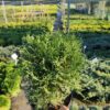 Туя західна “Хосері” / Thuja occidentalis “Hoseri (25-30 см.) 3633