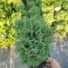 Туя західна “Хосері” / Thuja occidentalis “Hoseri (25-30 см.) 3635