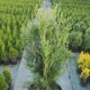 Туя складчаста Корнік / Thuja plicata Kornik (70-80 см.) 3752