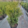 Туя складчаста Корнік / Thuja plicata Kornik (70-80 см.) 3754