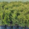 Туя складчаста Корнік / Thuja plicata Kornik (70-80 см.) 3756