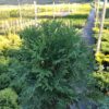 Туя західна  Літл Чемпіон / Thuja occidentalis Little Champion (D-40-50 см. ) 3719