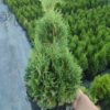 Туя західна Мікі / Thuja occidentalis Miky (25-30 см.) 3768