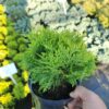 Туя західна Міріам / Thuja occidentalis Mirjam (D=15-20 см) 3661