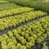 Туя західна Міріам / Thuja occidentalis Mirjam (D=15-20 см) 4122