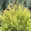 Туя західна Рейнголд / Thuja occidentalis Rheingoldд (45-50 см.) 4209