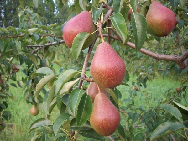 Груша Улюблениця Клаппа (літній сорт)
