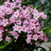 Вейгела квітуча рожева / Weigela florida Pink (50-70см.)