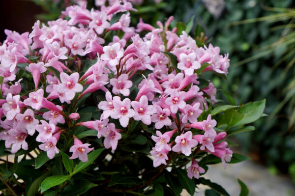 Вейгела квітуча рожева / Weigela florida Pink (50-70см.)