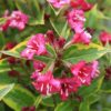 Вейгела квітуча Брігела / Weigela florida Brigela (25-40см.) 2753
