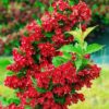 Вейгела квітуча Ред Принц / Weigela florida Red Prince (50-70см.)