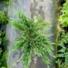 Ялівець горизонтальний Андорра Компакт / Juniperus horizontalis Andorra Compact (70-80 см.) 4433