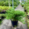 Ялівець горизонтальний Андорра Компакт / Juniperus horizontalis Andorra Compact (70-80 см.) 4435