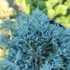 Ялівець горизонтальний ‘Айс Блю’ / Juniperus horizontalis ‘Icee Blue’ (20-25см.) 3388