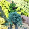 Ялівець горизонтальний ‘Айс Блю’ / Juniperus horizontalis ‘Icee Blue’ (20-25см.) 3386
