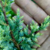 Ялівець лускатий ‘Холгер / Juniperus squamata ‘Holger’ (40-50см.) 4464
