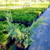 Ялівець лускатий ‘Холгер / Juniperus squamata ‘Holger’ (40-50см.) 4466