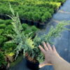 Ялівець лускатий ‘Холгер / Juniperus squamata ‘Holger’ (40-50см.) 4468