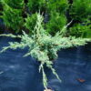 Ялівець лускатий ‘Холгер / Juniperus squamata ‘Holger’ (40-50см.) 4470
