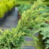 Ялівець лускатий ‘Холгер / Juniperus squamata ‘Holger’ (40-50см.) 4474