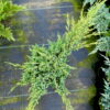 Ялівець лускатий ‘Холгер / Juniperus squamata ‘Holger’ (40-50см.) 4476