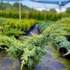 Ялівець лускатий ‘Холгер / Juniperus squamata ‘Holger’ (40-50см.) 4478