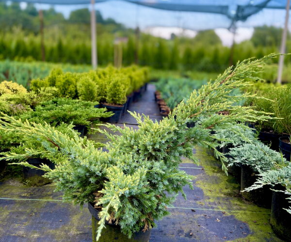 Ялівець лускатий 'Холгер / Juniperus squamata 'Holger' (0.8-1м ...