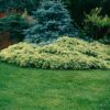 Ялівець лускатий ‘Холгер / Juniperus squamata ‘Holger’ (40-50см.)