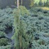 Ялівець звичайний Хорстманн / Juniperus communis ‘Horstmann’ (80-100 см.) 3725