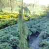 Ялівець звичайний Хорстманн / Juniperus communis ‘Horstmann’ (80-100 см.) 3727