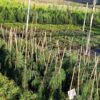 Ялівець звичайний Хорстманн / Juniperus communis ‘Horstmann’ (80-100 см.) 3729