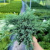 Ялівець лускатий Блу Карпет / Блю Карпет / Juniperus squamata Blue Carpet (60см.) 4411