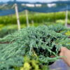 Ялівець лускатий Блу Карпет / Блю Карпет / Juniperus squamata Blue Carpet (60см.) 4413