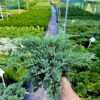 Ялівець лускатий Блу Карпет / Блю Карпет / Juniperus squamata Blue Carpet (60см.) 4417