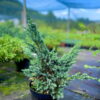 Ялівець лускатий ‘Меєрі’ / Juniperus squamata ‘Meyeri’ (50-60 см.) 4439