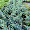 Ялівець лускатий ‘Меєрі’ / Juniperus squamata ‘Meyeri’ (50-60 см.) 4441