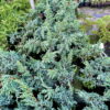 Ялівець лускатий ‘Меєрі’ / Juniperus squamata ‘Meyeri’ (50-60 см.) 4443
