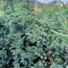 Ялівець лускатий ‘Меєрі’ / Juniperus squamata ‘Meyeri’ (0.8-1м.) 4447