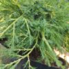 Ялівець Пфіцера ‘Голд Стар’ / Juniperus Pfitzeriana ‘Gold Star’ (40-50см.) 3425