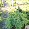 Ялівець Пфіцера ‘Голд Стар’ / Juniperus Pfitzeriana ‘Gold Star’ (40-50см.) 3427