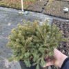 Ялина канадська Альберта Глоб / Picea glauca Alberta Globe (15-20см.) 4000
