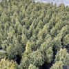 Ялина канадська Дейзі Уайт / Picea glauca Daisy’s White (25-30 см.) 3979