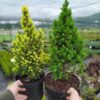 Ялина канадська Дейзі Уайт / Picea glauca Daisy’s White (25-30 см.) 3981